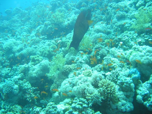 SharmElSheik030422 003