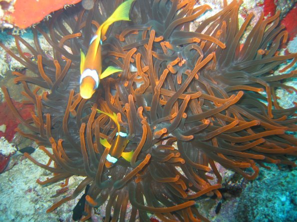 SharmElSheik030422 005