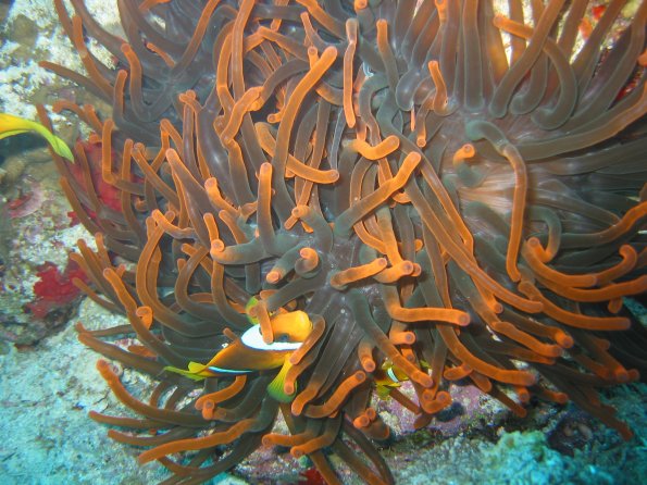 SharmElSheik030422 006