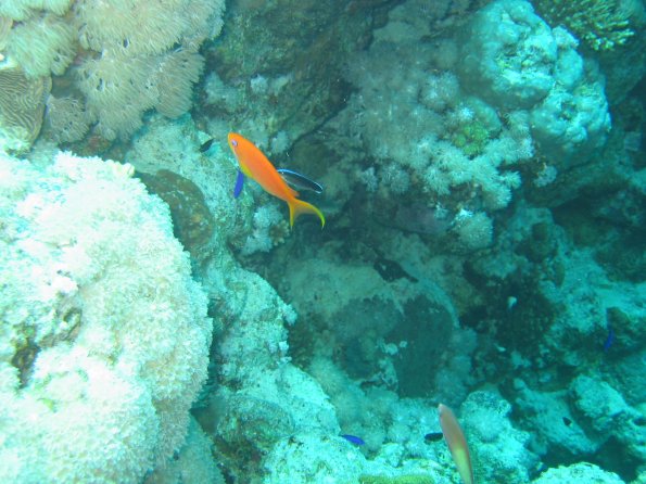 SharmElSheik030422 008