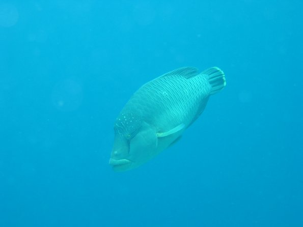 SharmElSheik030422 010