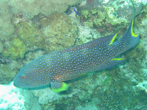 SharmElSheik030422 011