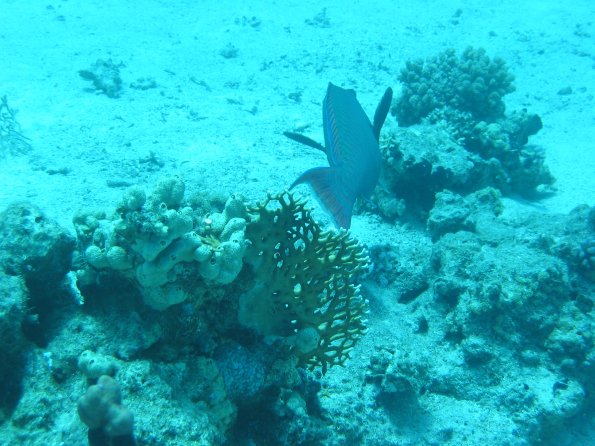 SharmElSheik030418 030