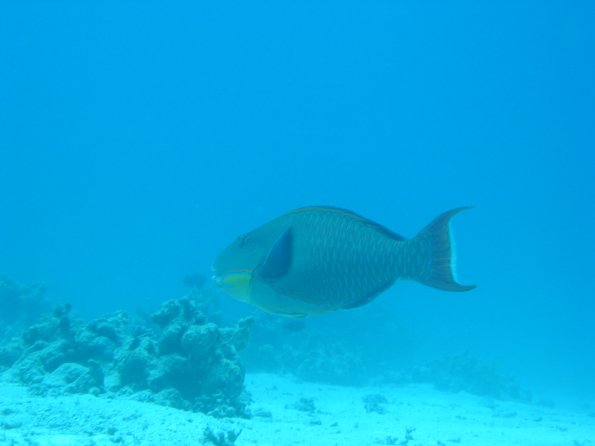 SharmElSheik030418 031