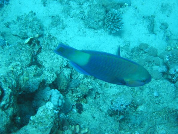 SharmElSheik030418 035