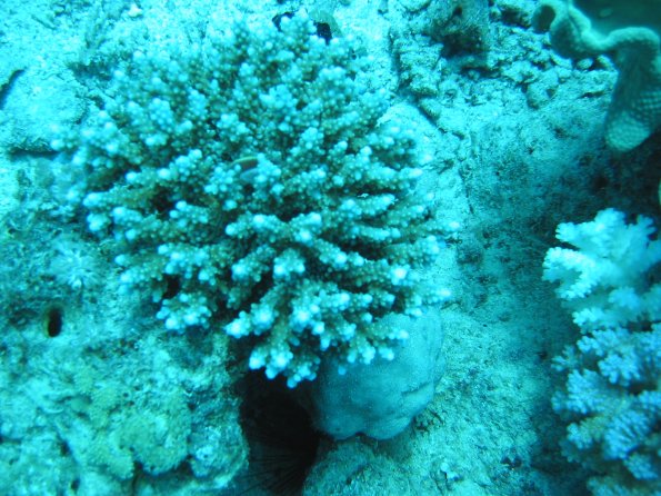 SharmElSheik030418 037