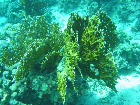 SharmElSheik030418 040