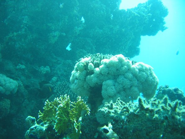 SharmElSheik030418 042