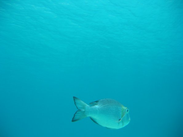 SharmElSheik030418 048