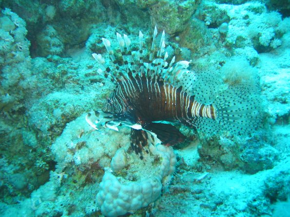 SharmElSheik030418 065