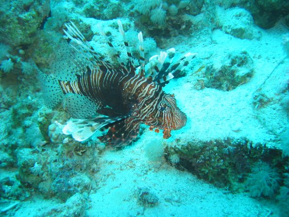 SharmElSheik030418 067