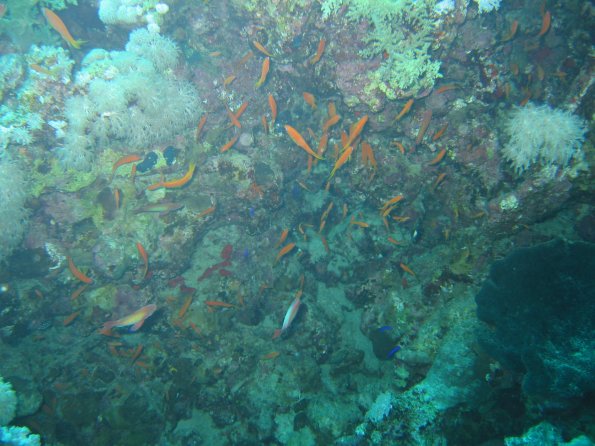 SharmElSheik030418 071