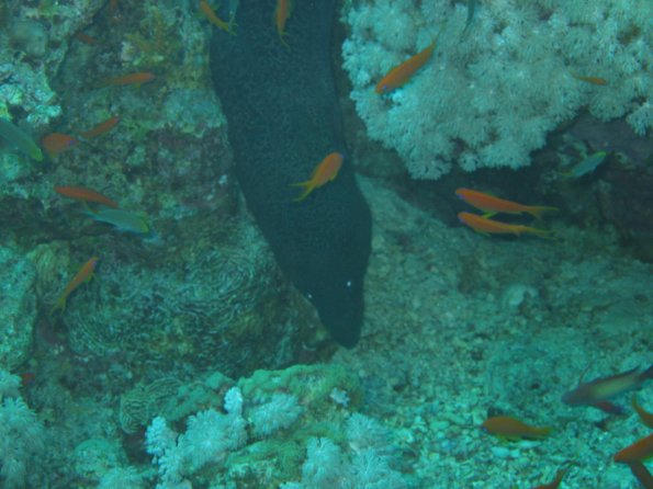 SharmElSheik030418 072