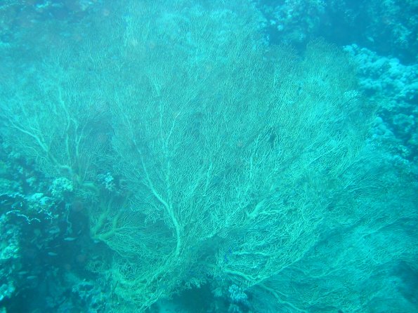 SharmElSheik030418 076