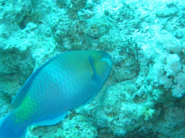 SharmElSheik030418 079