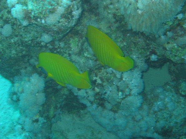 SharmElSheik030418 082