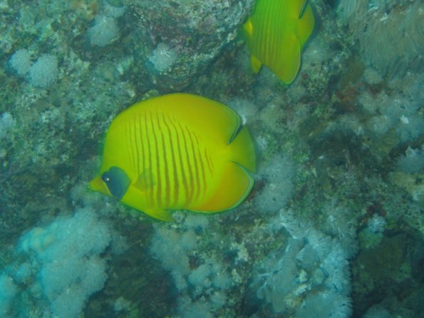 SharmElSheik030418 083