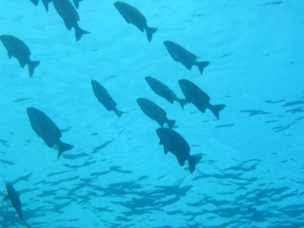 SharmElSheik030418 089