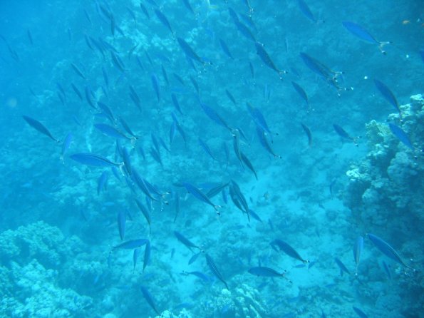 SharmElSheik030418 098