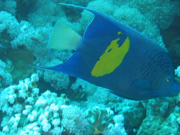 SharmElSheik030419 016