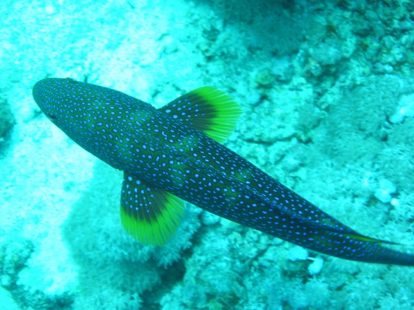 SharmElSheik030419 017