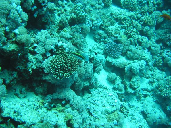 SharmElSheik030419 019