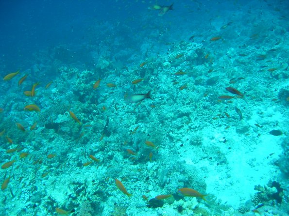 SharmElSheik030419 021